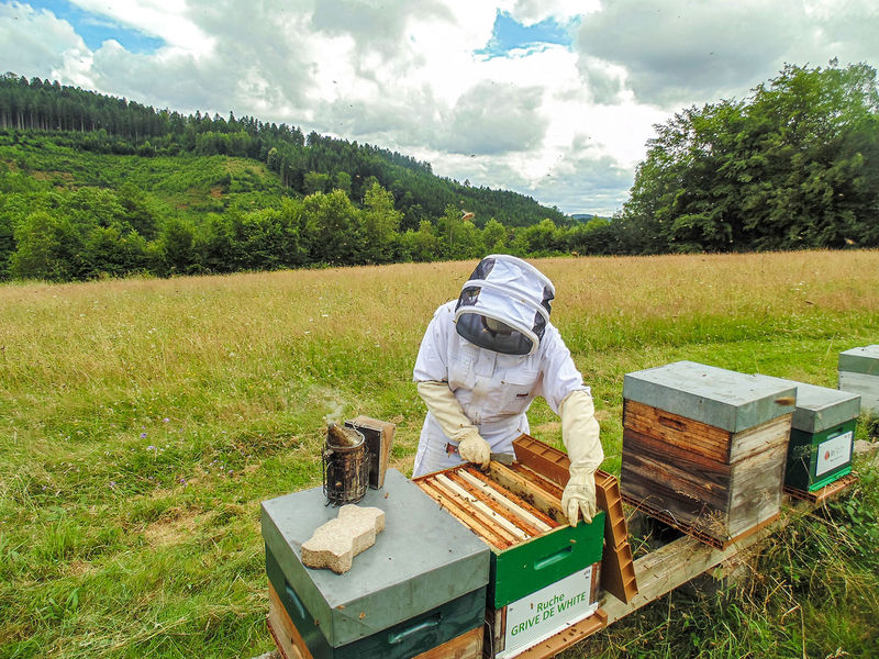 La ruche Grive de white
