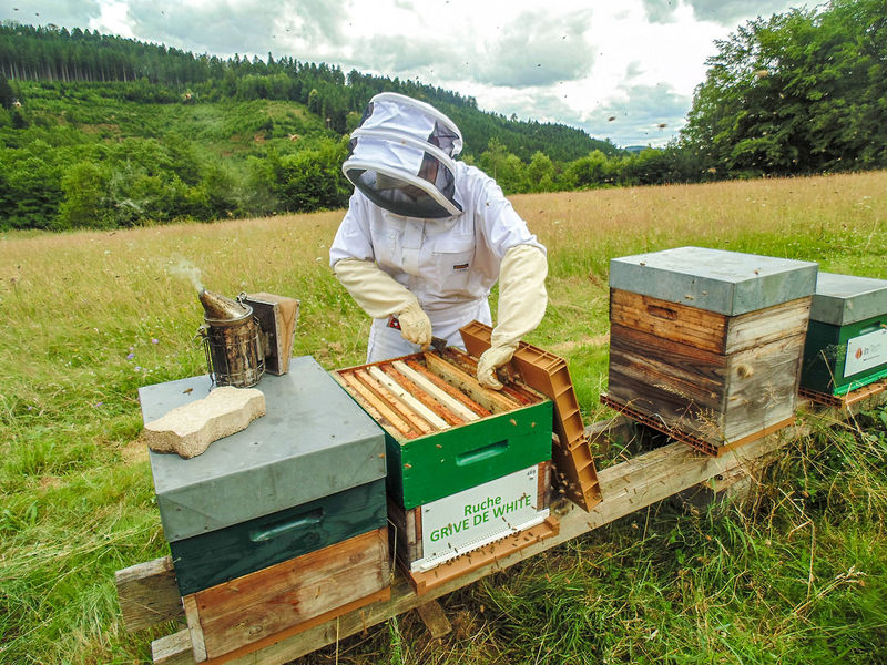 La ruche Grive de white