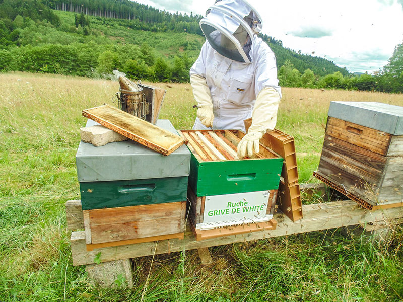 La ruche Grive de white