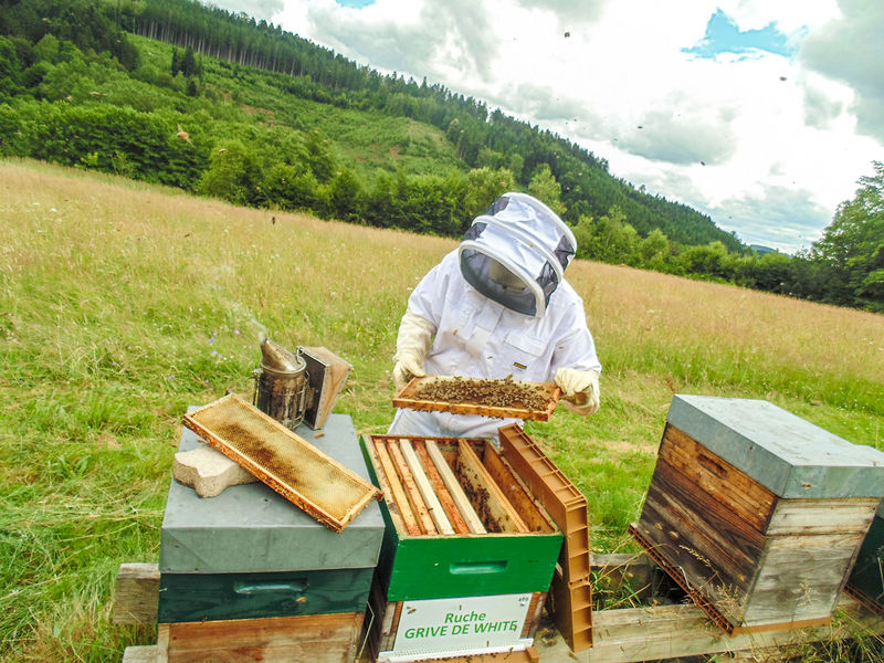 La ruche Grive de white