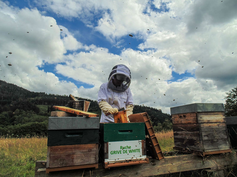 La ruche Grive de white