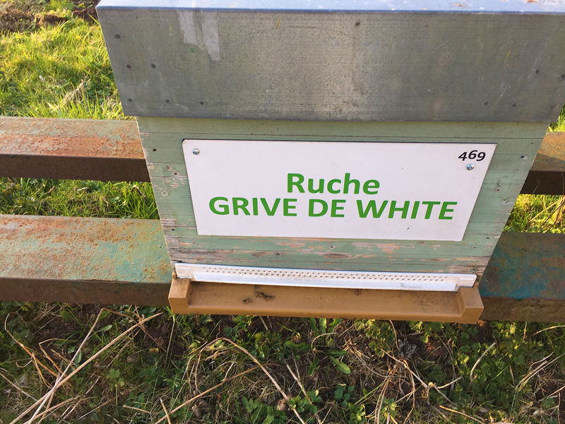 La ruche Grive de white
