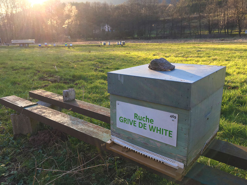 La ruche Grive de white