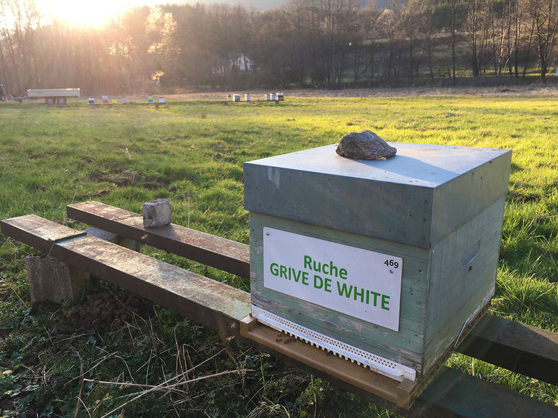 La ruche Grive de white