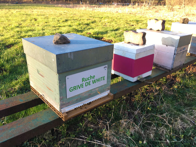 La ruche Grive de white