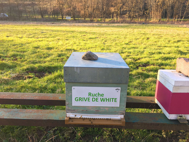 La ruche Grive de white