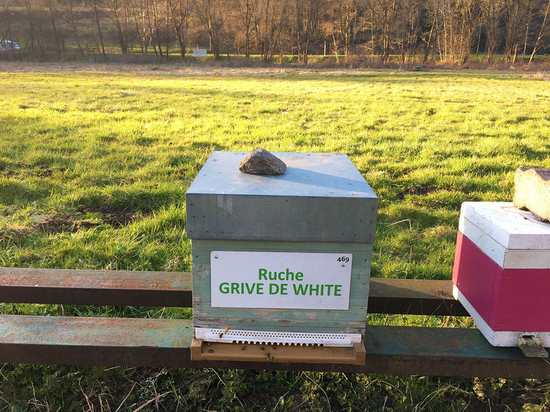 La ruche Grive de white