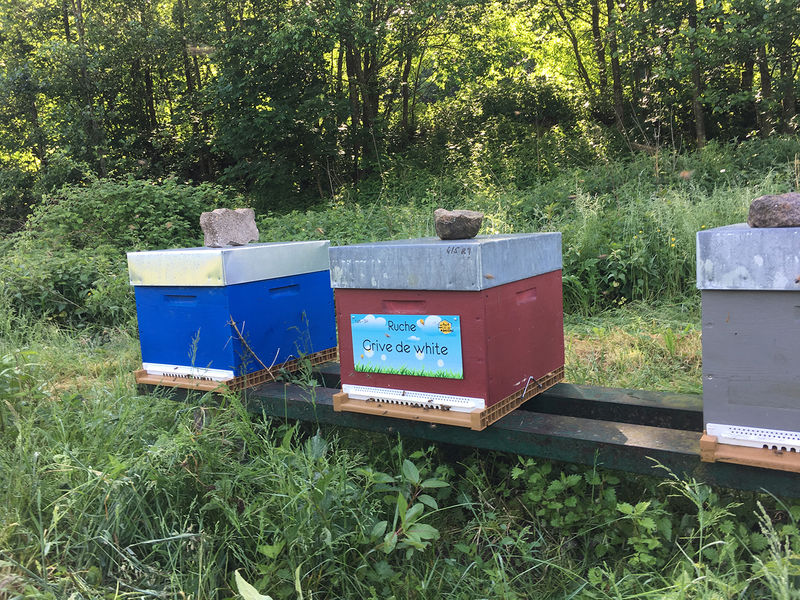 La ruche Grive de white