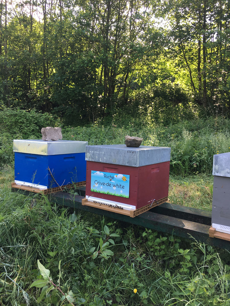 La ruche Grive de white