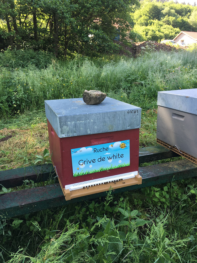 La ruche Grive de white