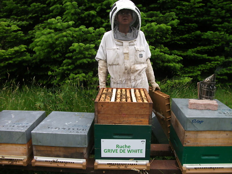 La ruche Grive de white