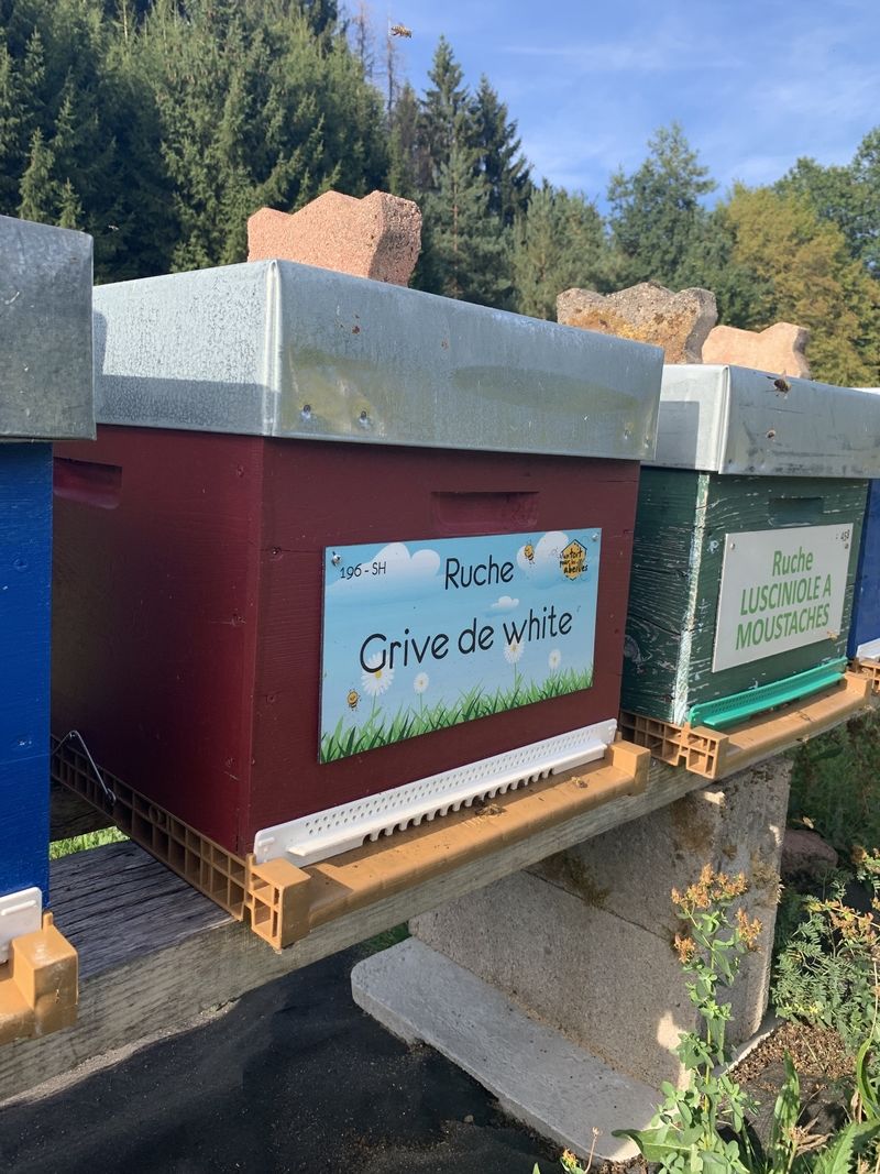 La ruche Grive de white