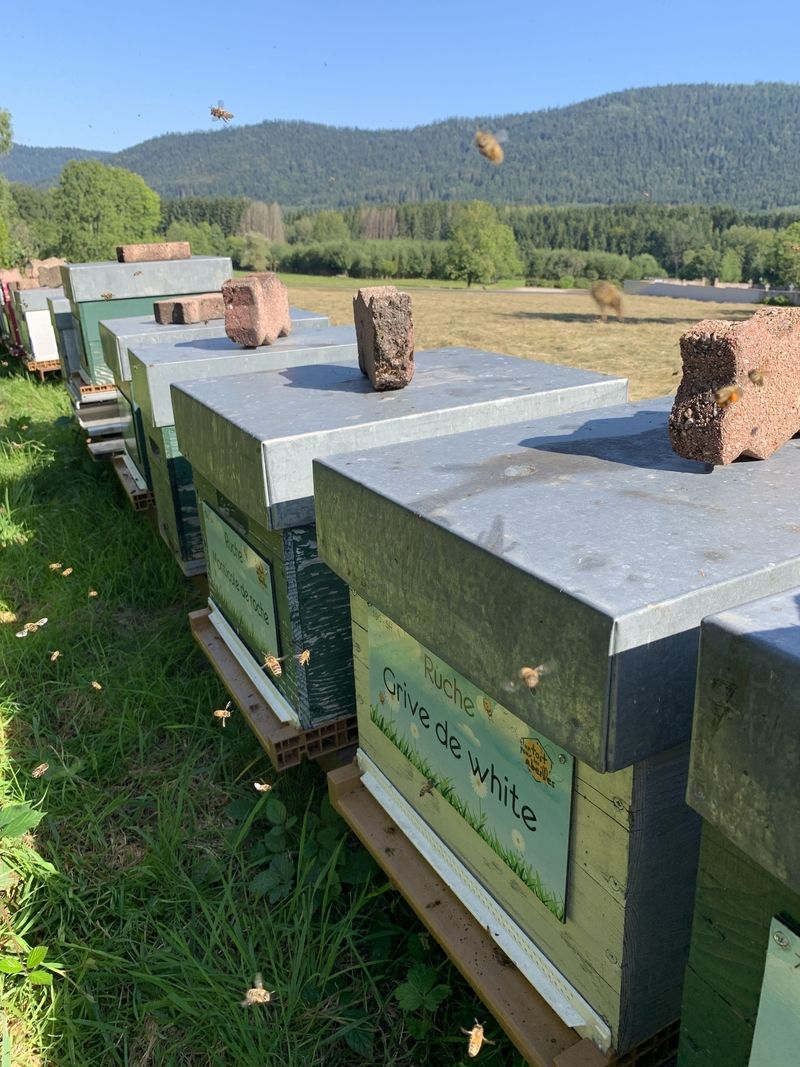 La ruche Grive de white