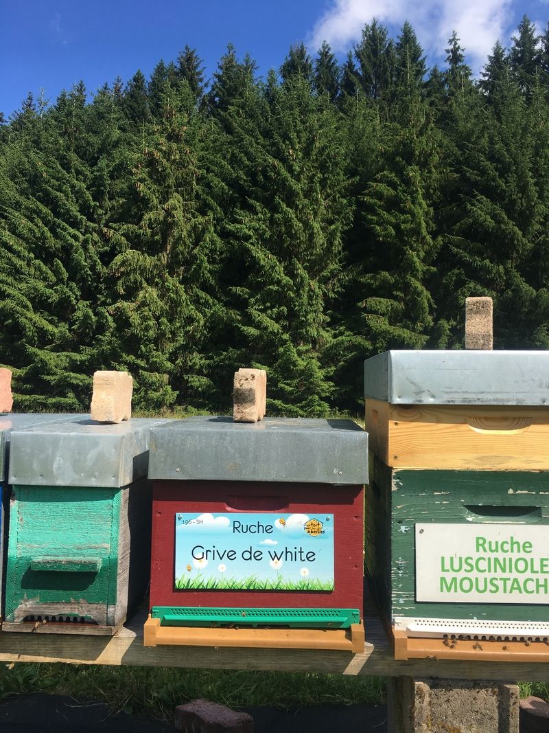 La ruche Grive de white