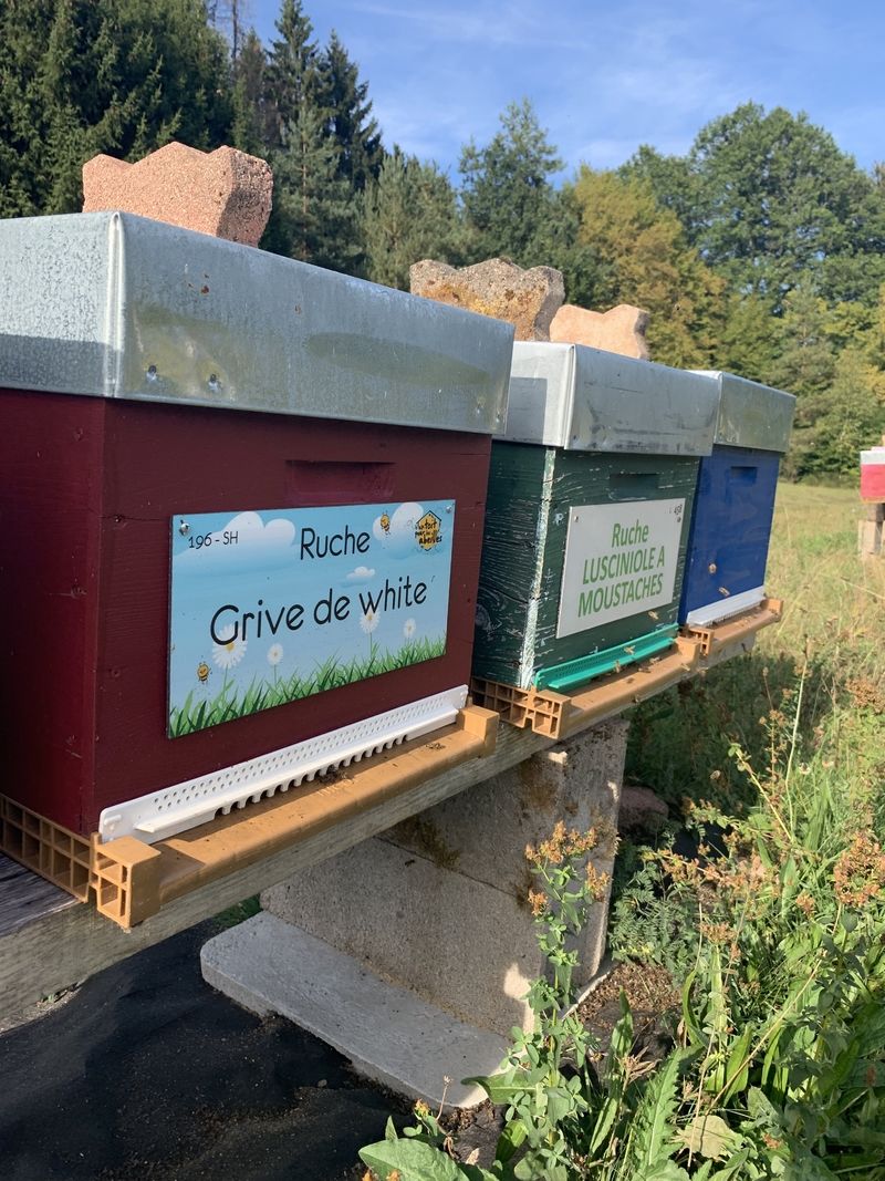 La ruche Grive de white