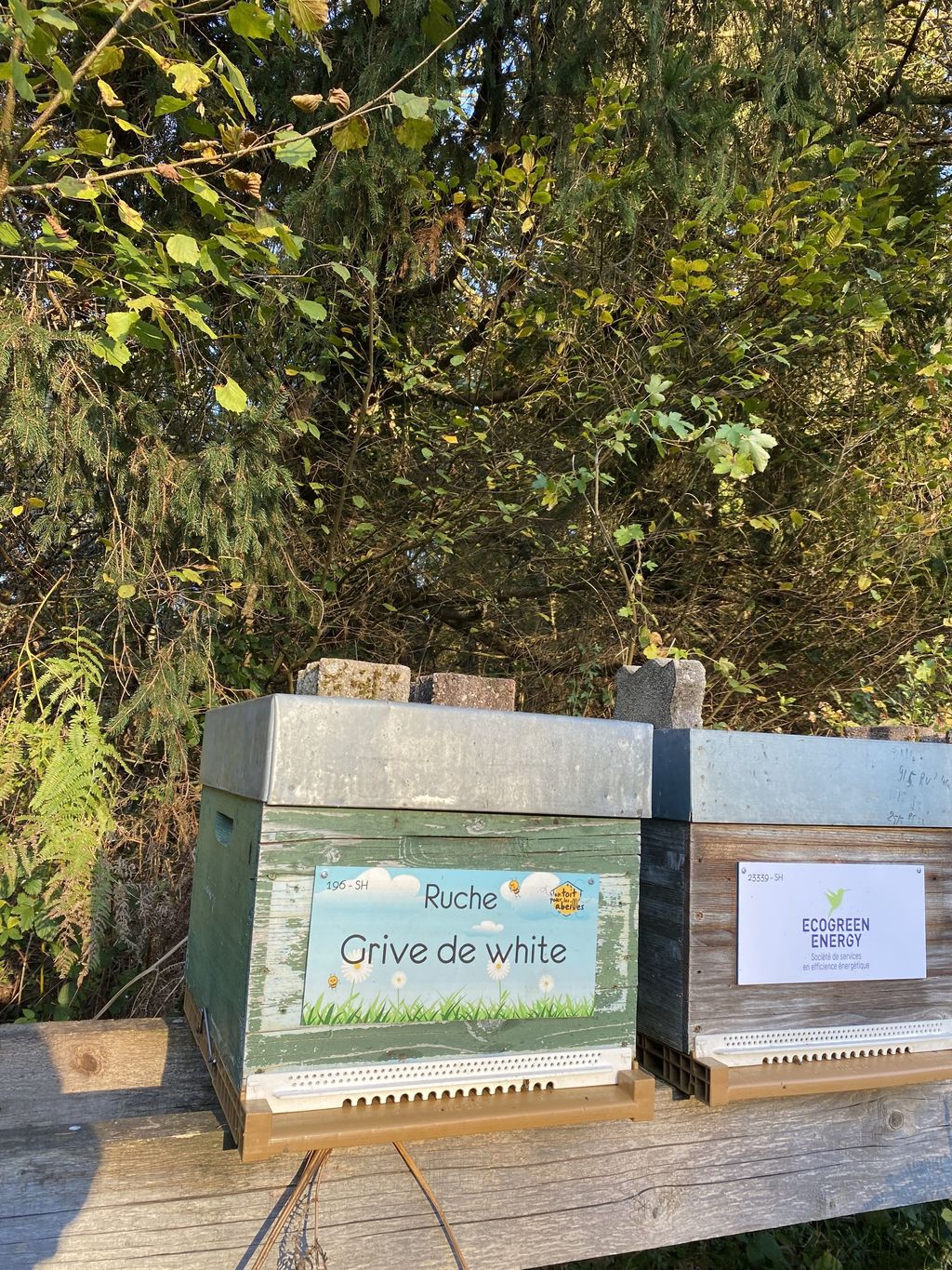 La ruche Grive de white