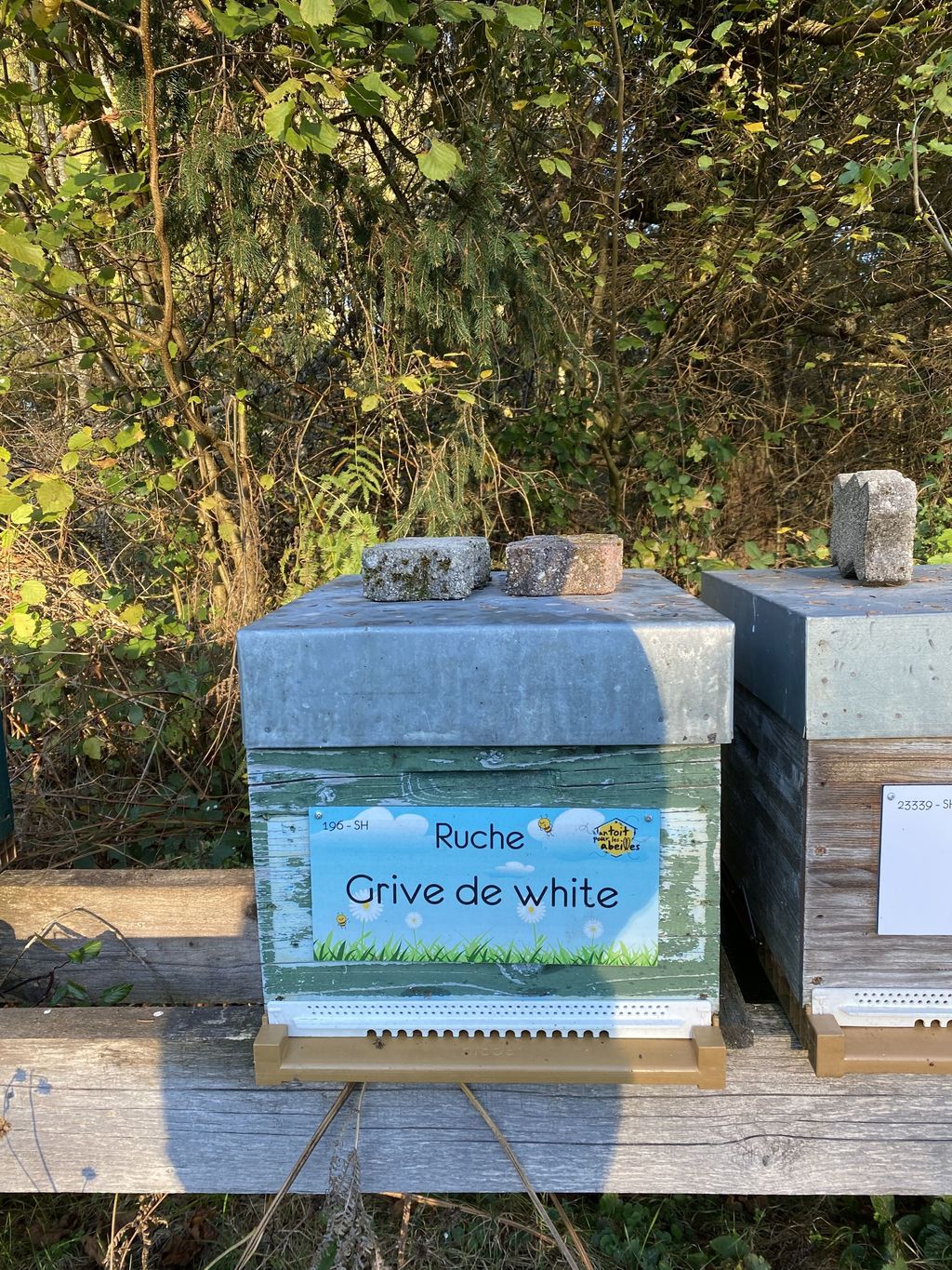 La ruche Grive de white