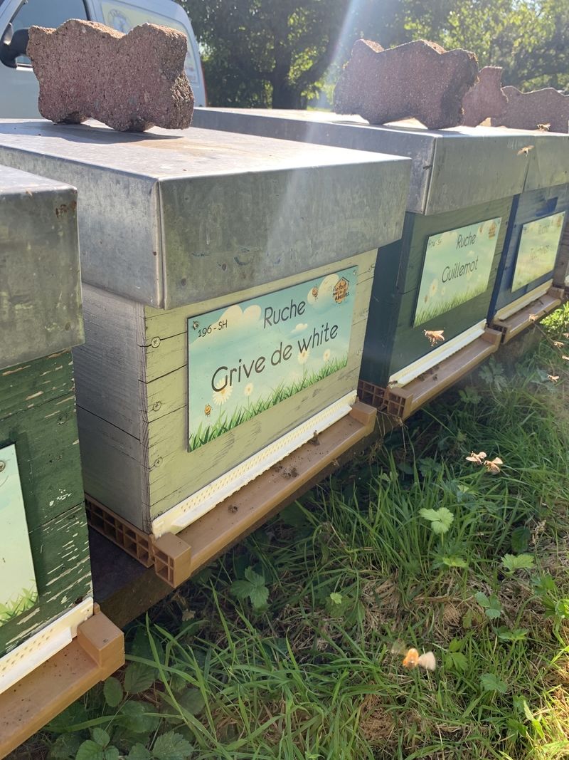 La ruche Grive de white