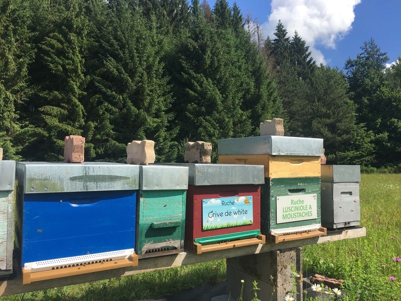 La ruche Grive de white