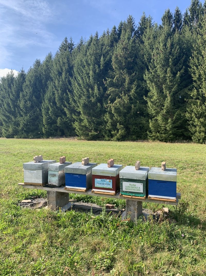 La ruche Grive de white