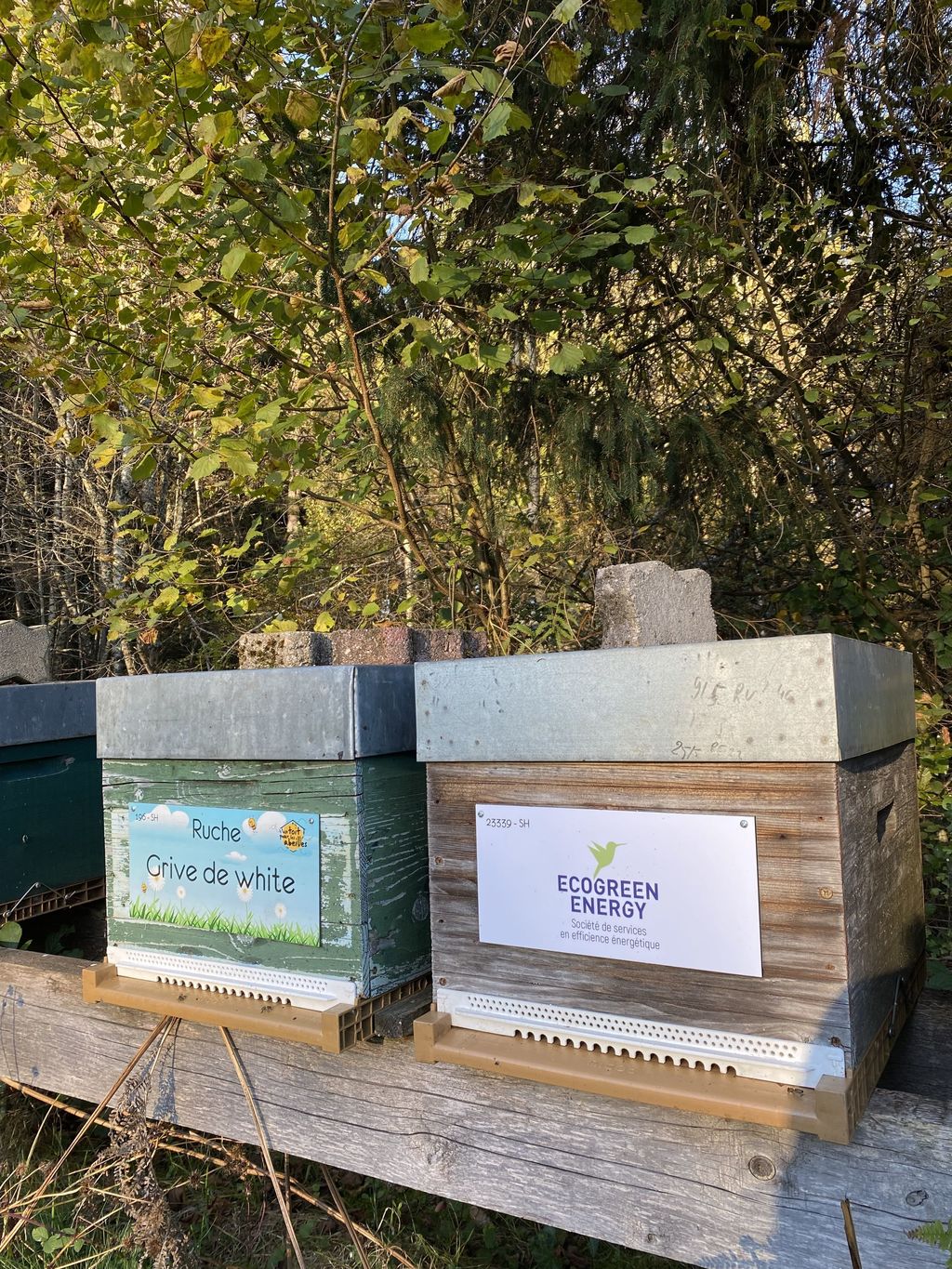 La ruche Grive de white