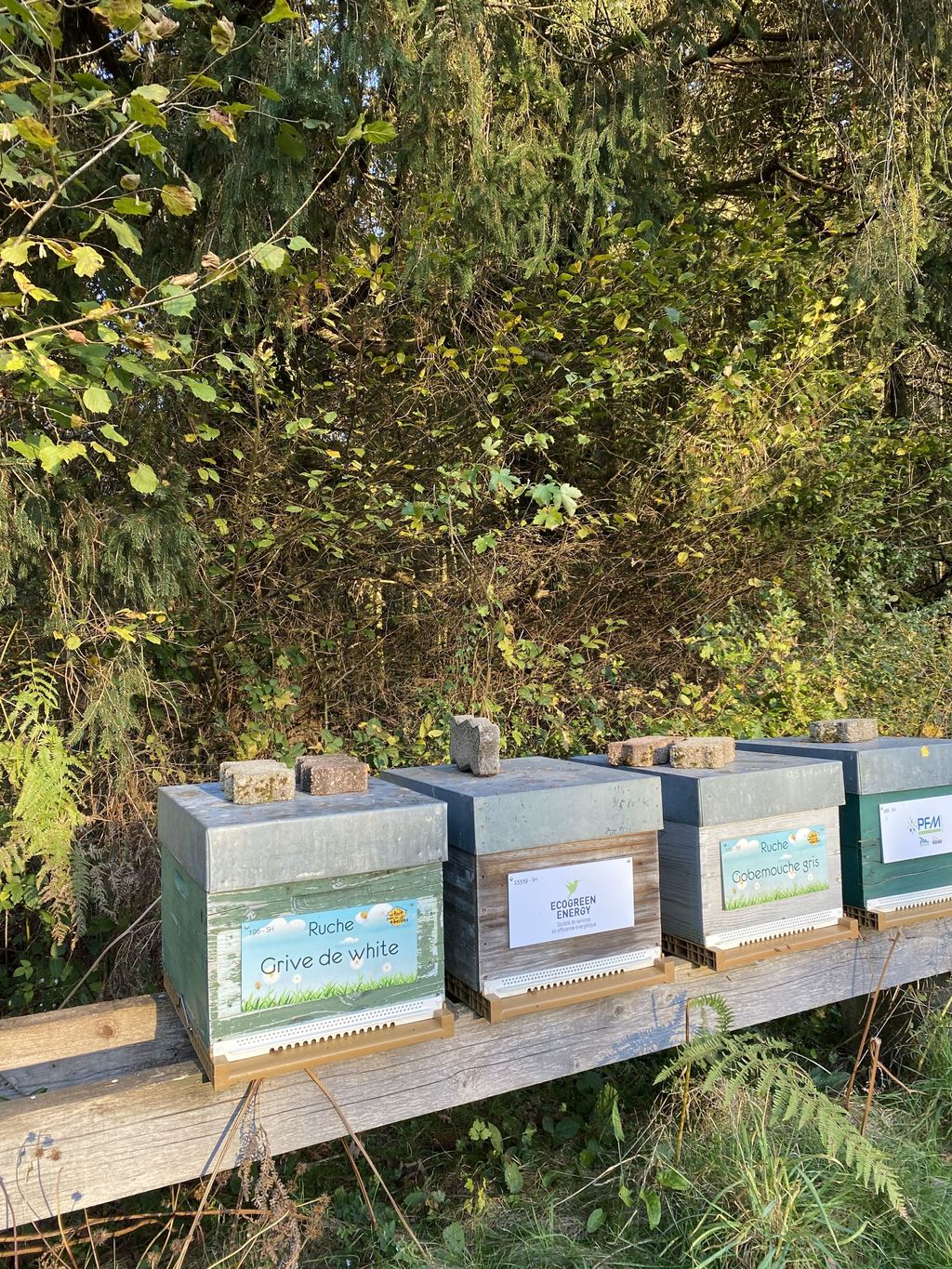 La ruche Grive de white