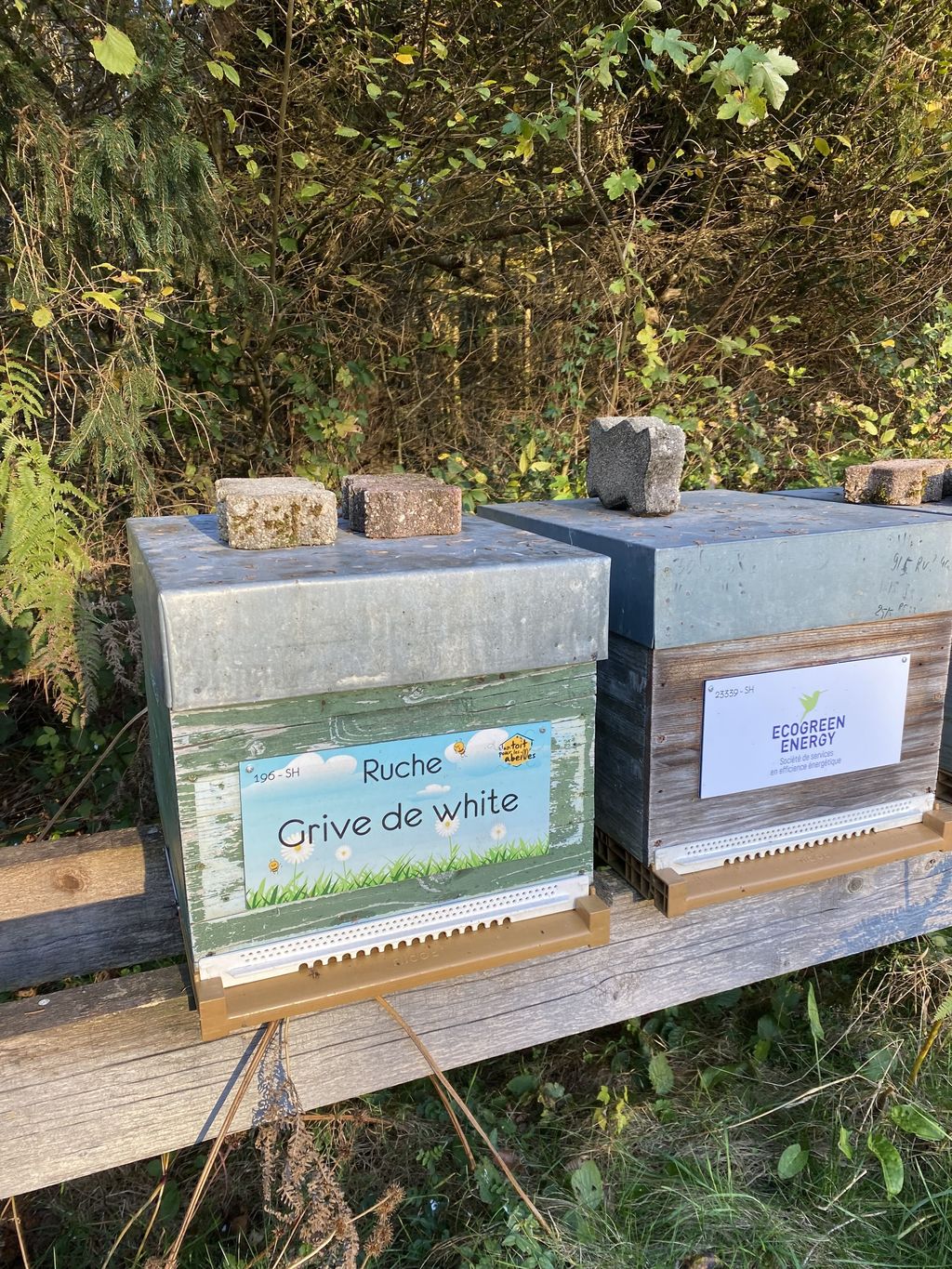 La ruche Grive de white