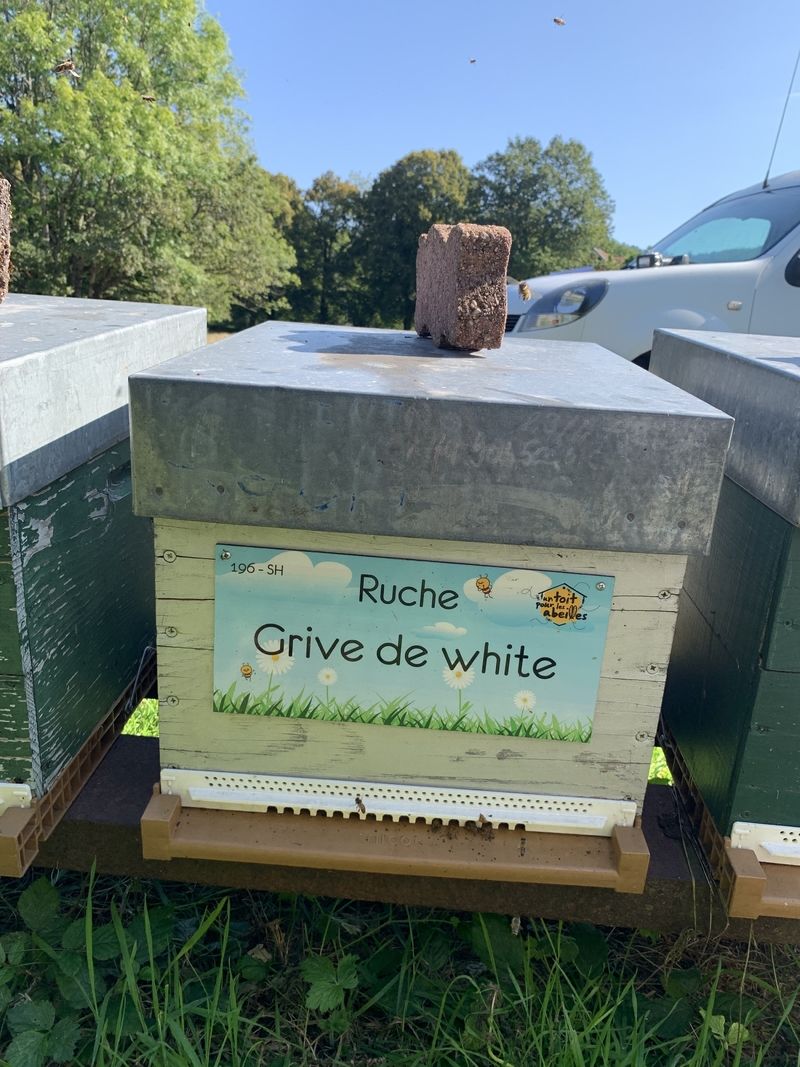 La ruche Grive de white