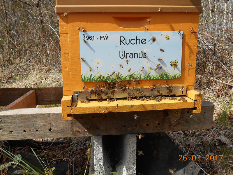 La ruche Uranus