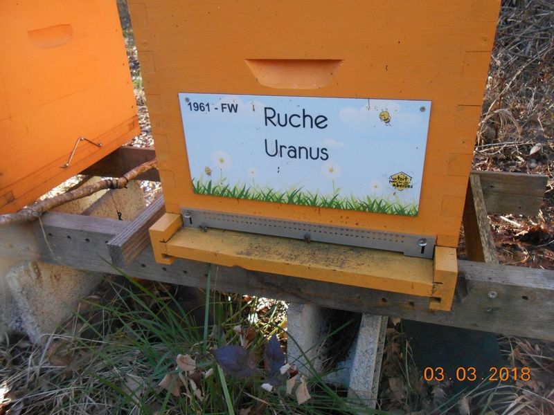La ruche Uranus
