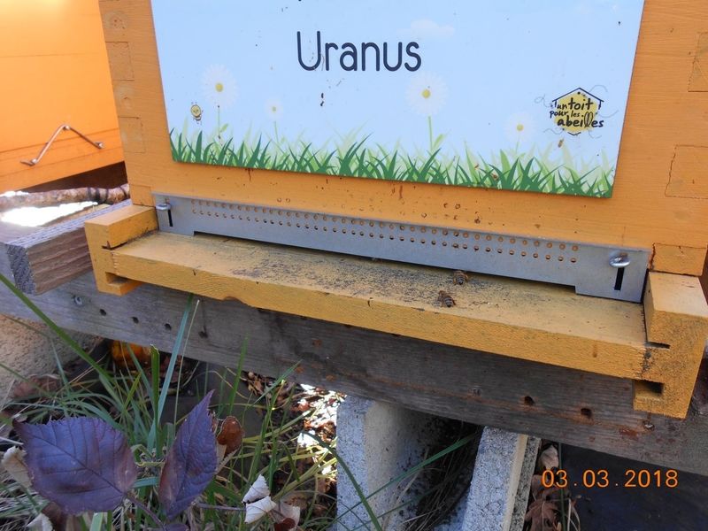La ruche Uranus
