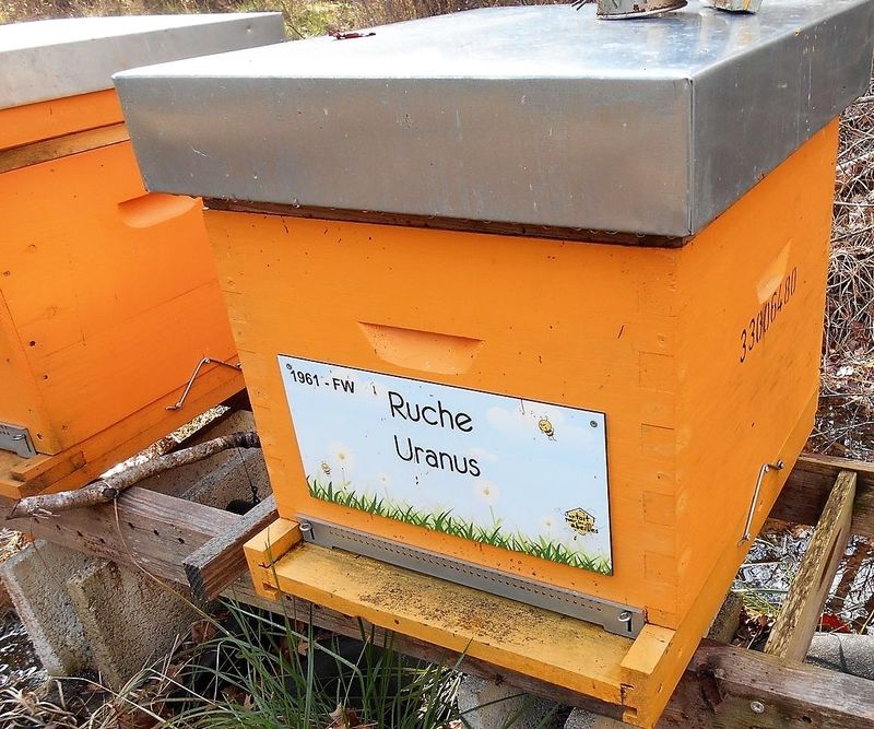 La ruche Uranus