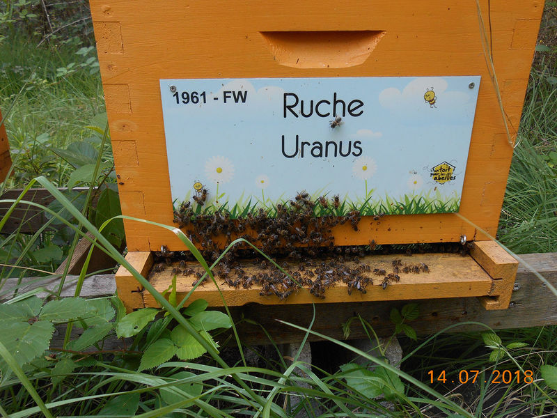 La ruche Uranus
