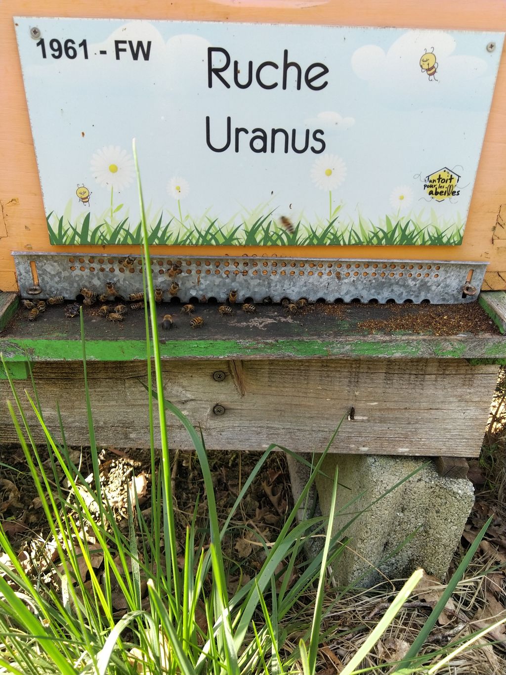 La ruche Uranus
