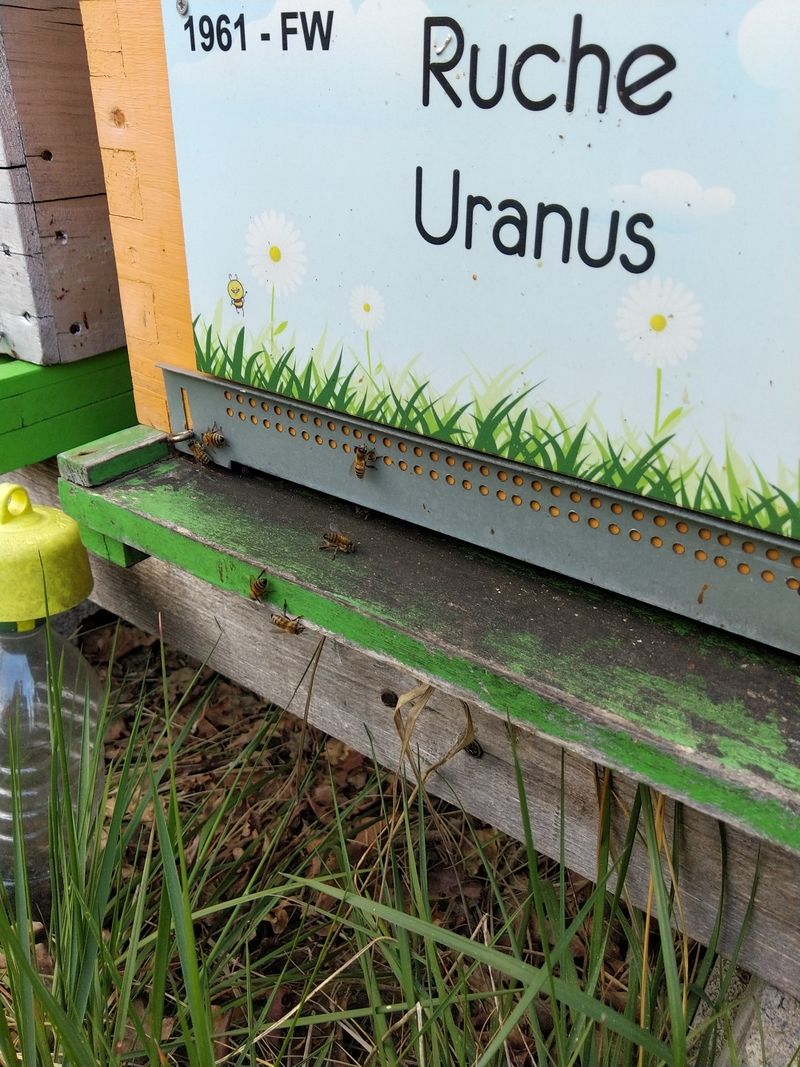 La ruche Uranus