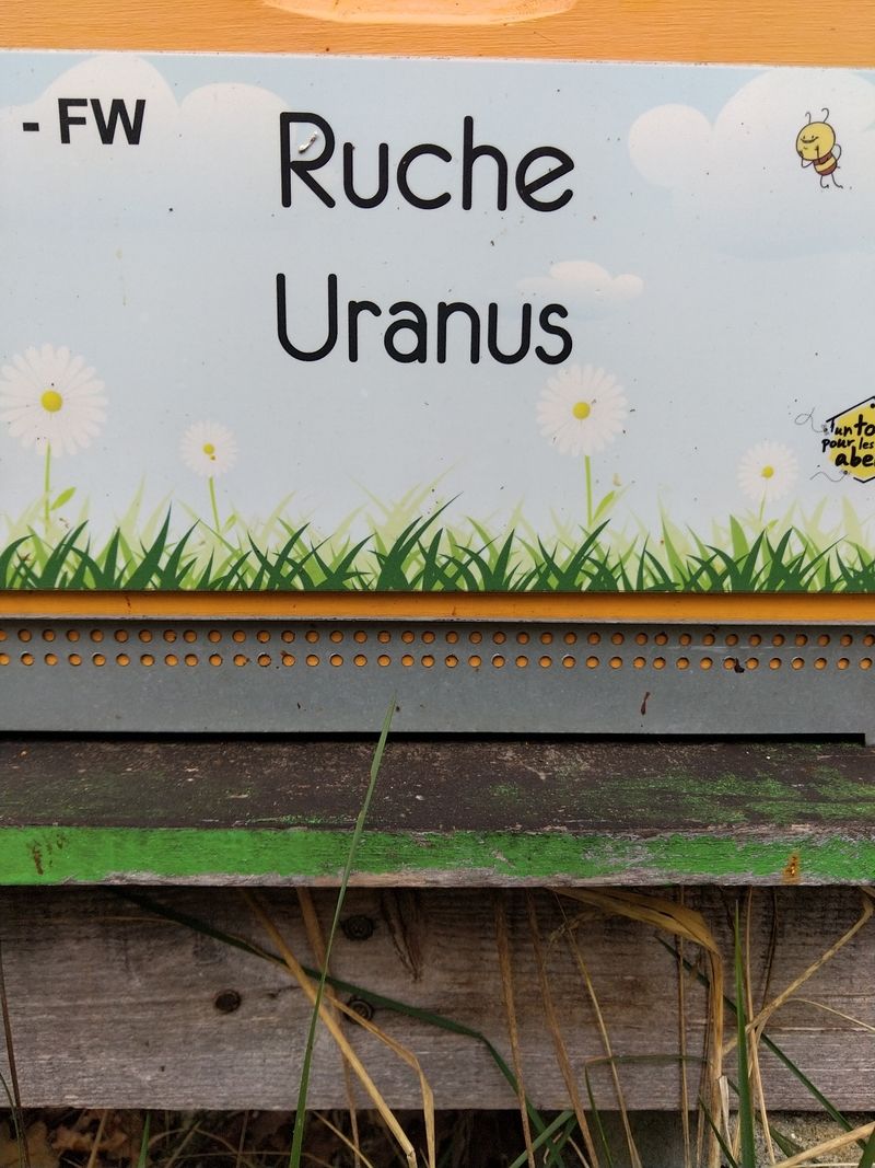La ruche Uranus