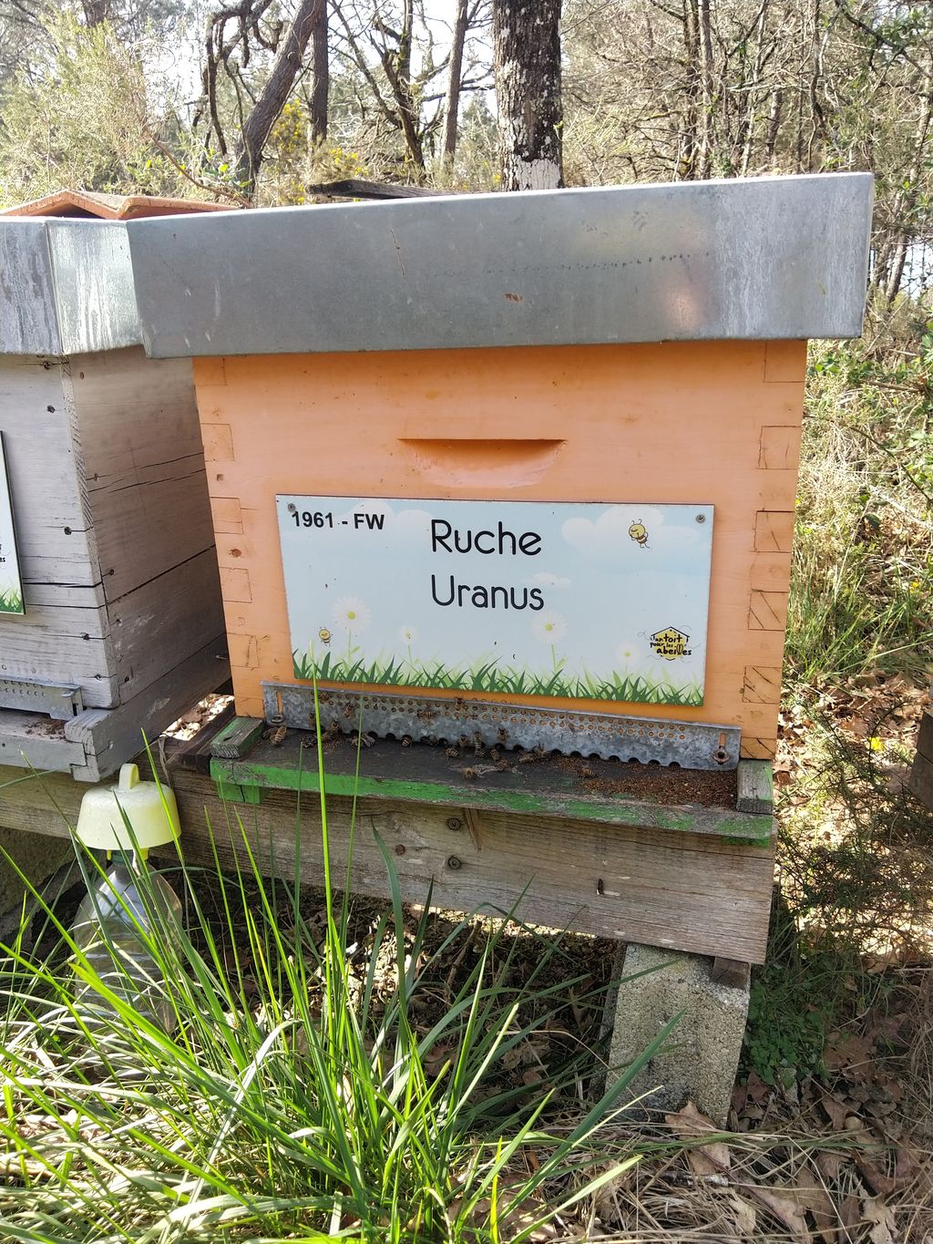 La ruche Uranus