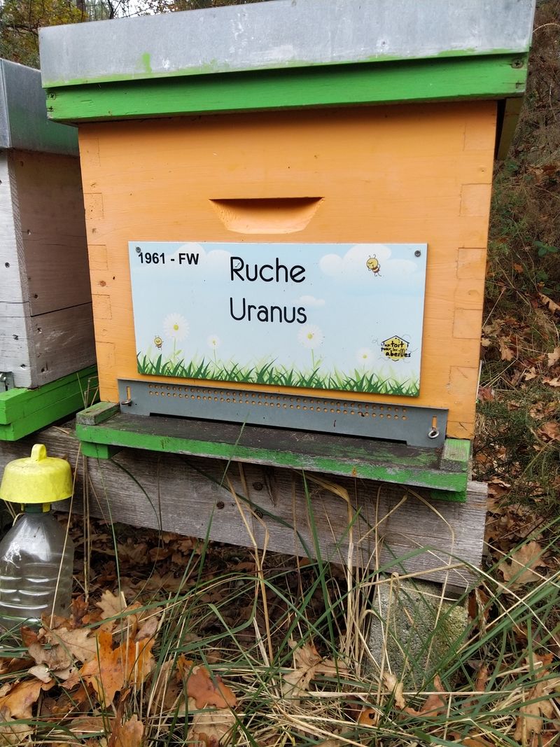 La ruche Uranus