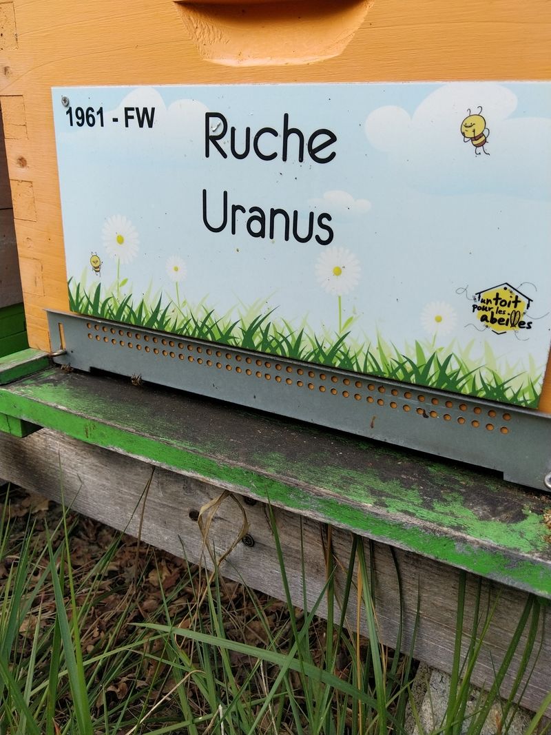 La ruche Uranus
