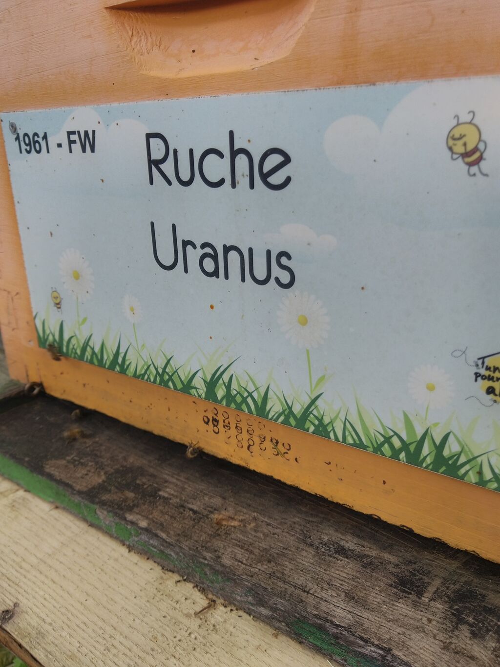 La ruche Uranus