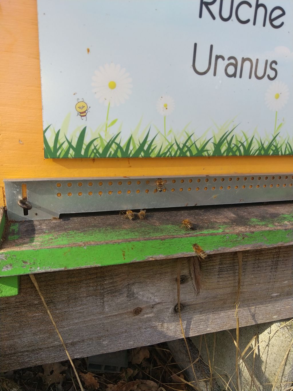 La ruche Uranus