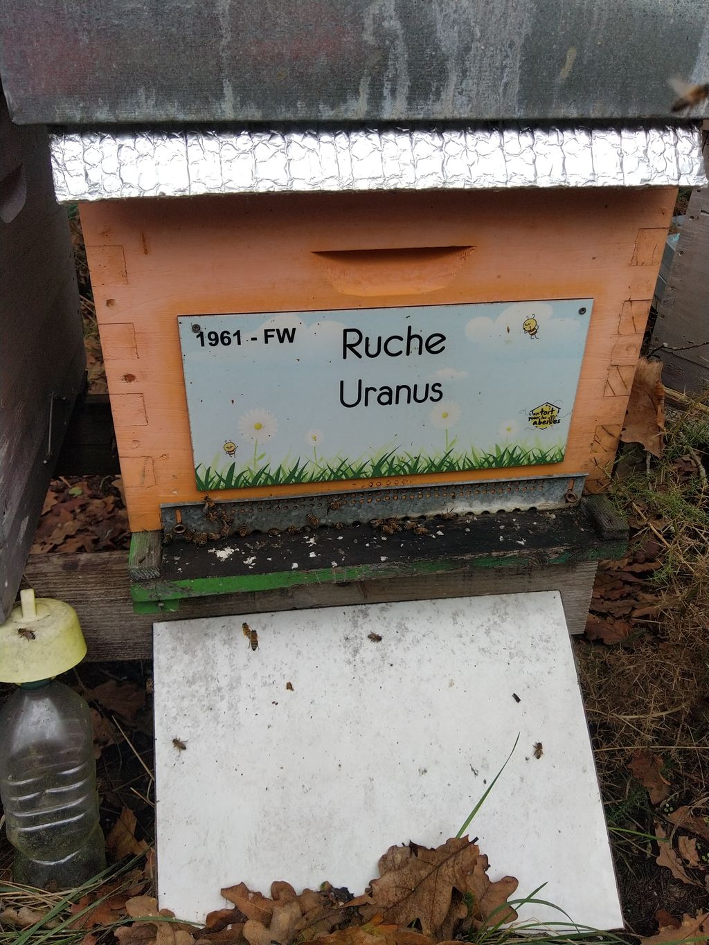 La ruche Uranus