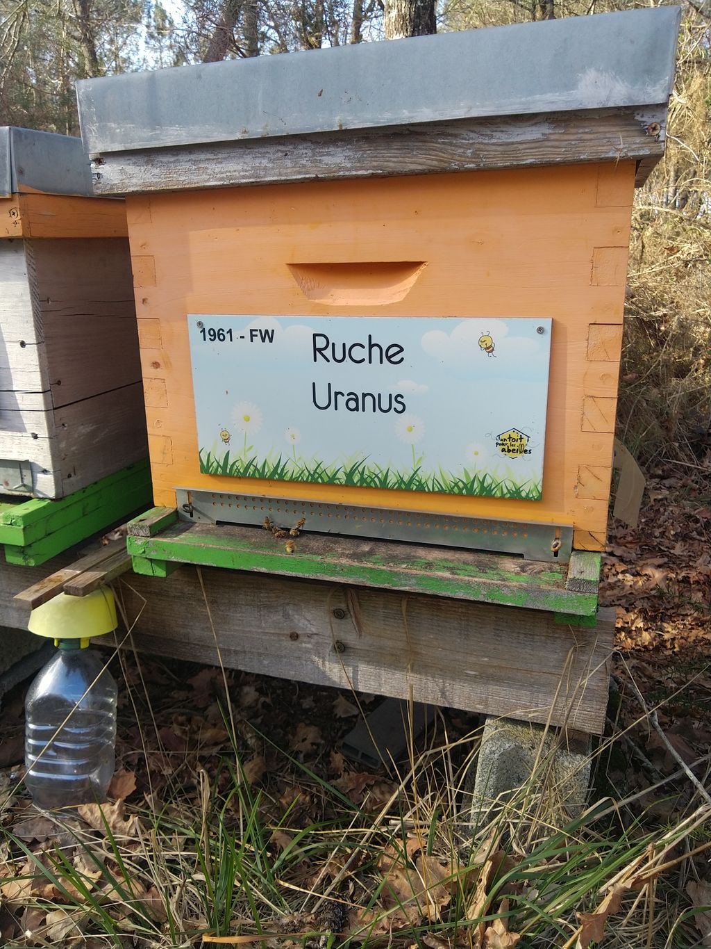 La ruche Uranus