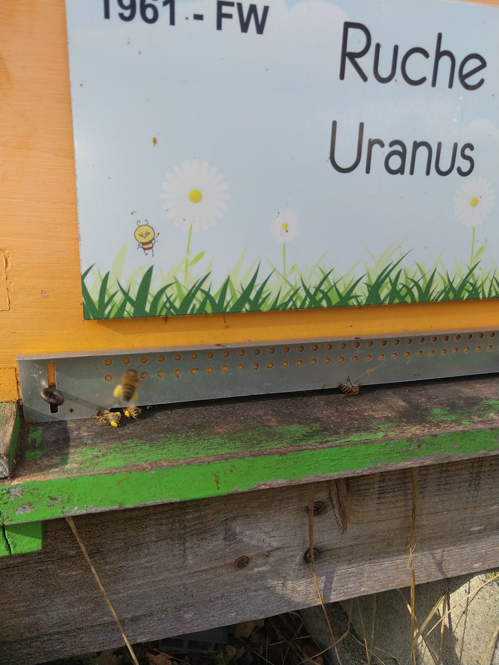 La ruche Uranus