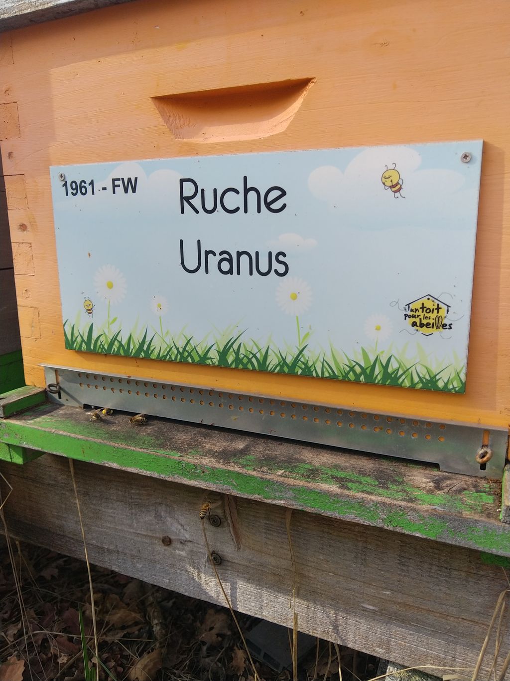 La ruche Uranus