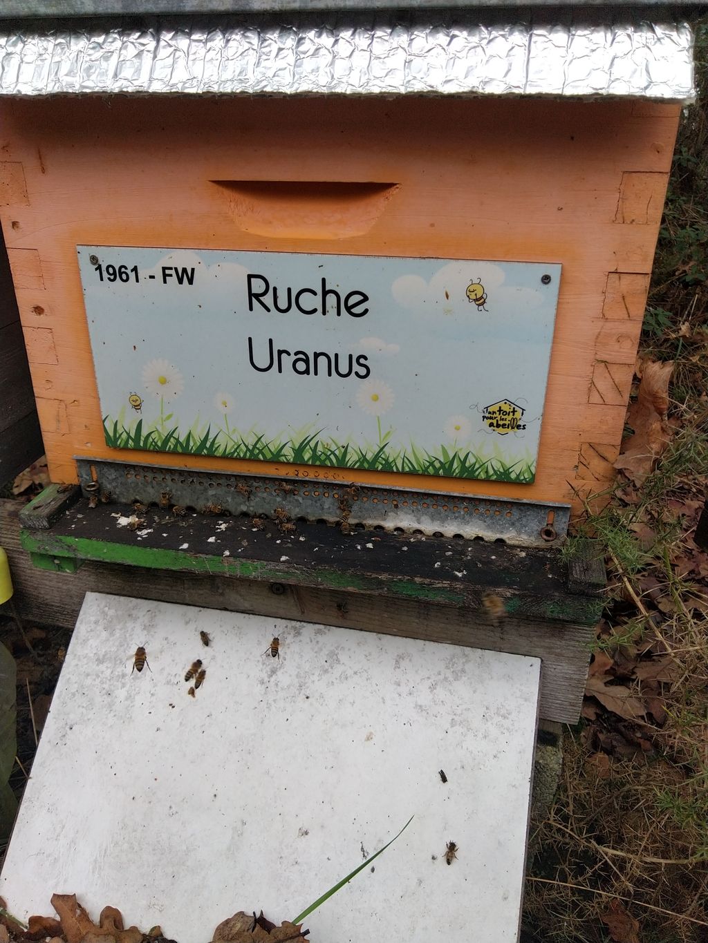 La ruche Uranus
