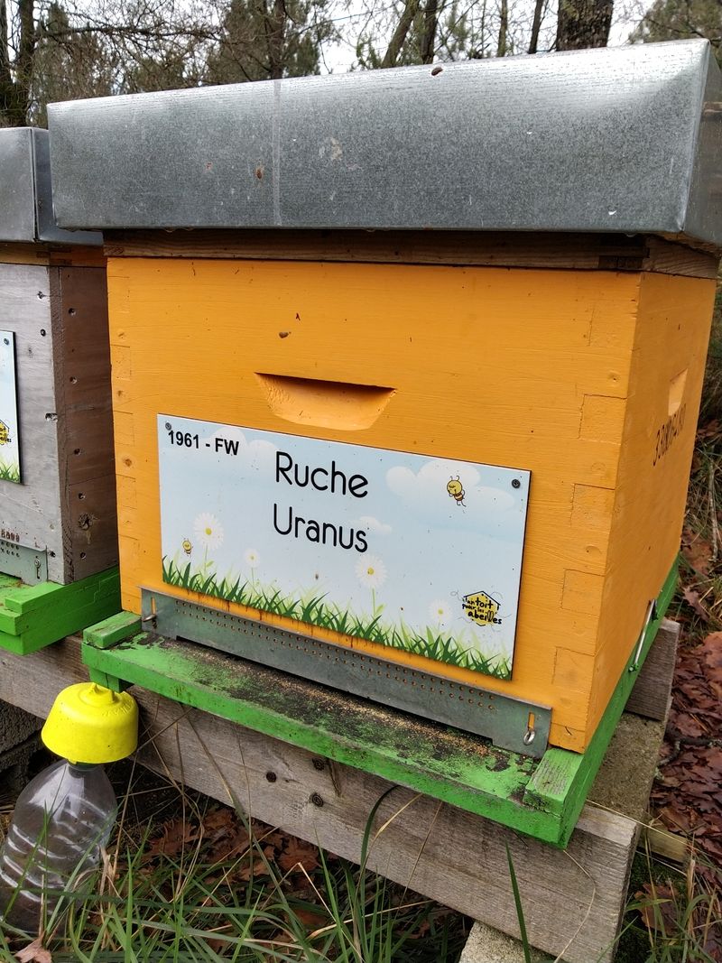 La ruche Uranus