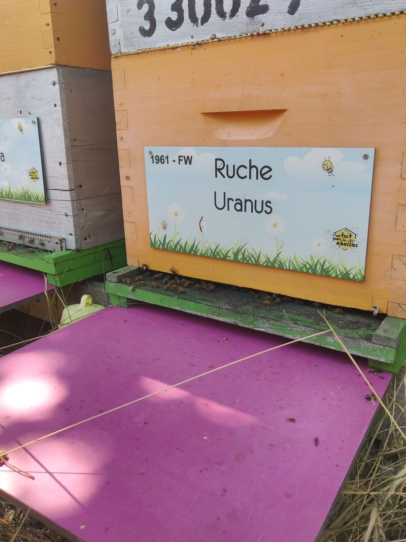 La ruche Uranus