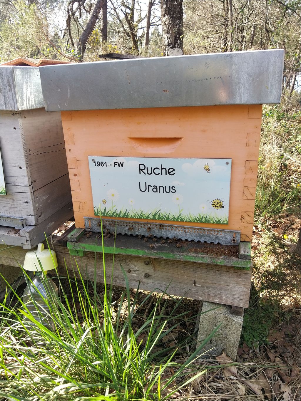 La ruche Uranus