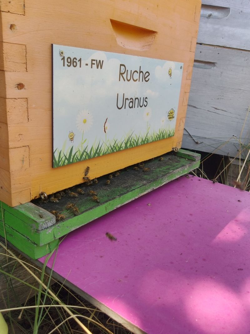 La ruche Uranus